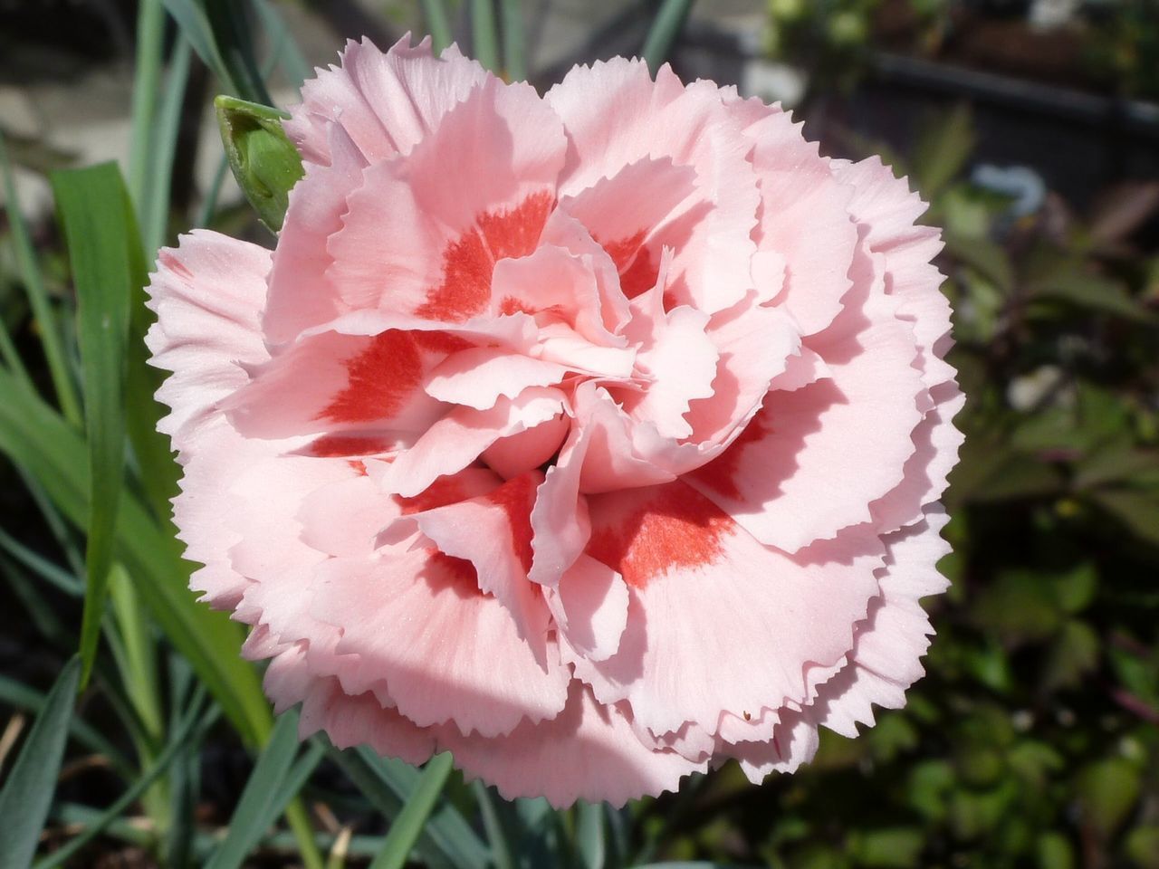 CLOSE-UP OF PINK FLOWERING PLANTS