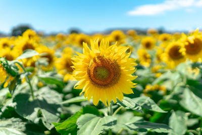 Close-up of yellow flowering plant against sky