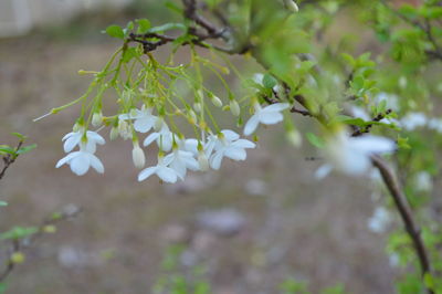 Close-up of white flowers growing on tree