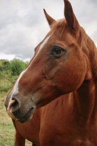 Brown horse