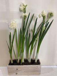 High angle view of plant on table