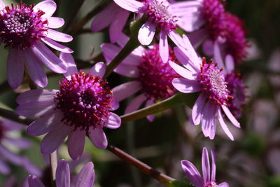 Close-up of purple flowering plant