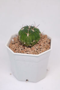 Close-up of potted plant