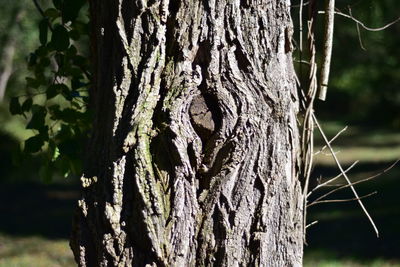 Close-up of tree trunk in forest