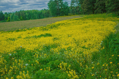 Scenic view of oilseed rape field against sky