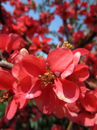 Close-up of red flowers blooming on tree