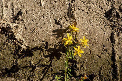 Close-up of yellow flowering plant