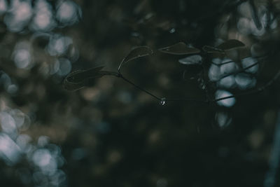 Close-up of wilted plant