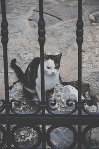 Close-up of cat looking throug fence