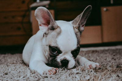 Portrait of dog resting on rug at home