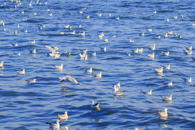 Ducks swimming in sea
