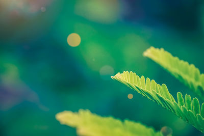 Close-up of green leaves