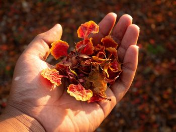 Close-up of cropped hand holding dry petals during autumn