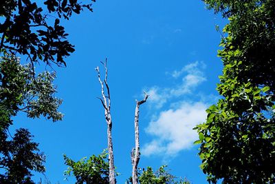 Low angle view of trees against blue sky