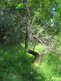 Trees in forest