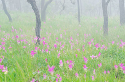 Close-up of pink flowers growing in field