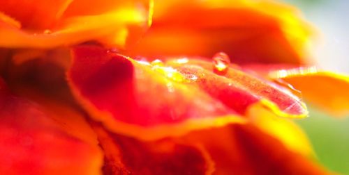 Extreme close up of red flower