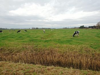 Cows grazing on field against sky