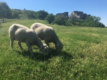 Sheep grazing in field