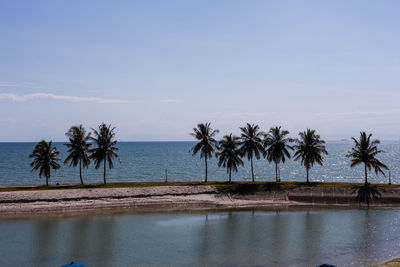 Palm trees by swimming pool against sky