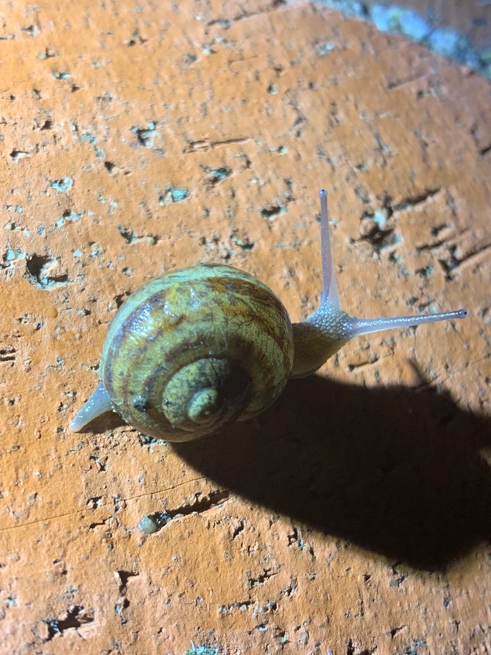 HIGH ANGLE VIEW OF SNAIL IN THE GROUND