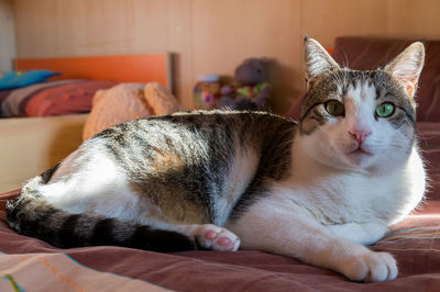 Portrait of cat resting on bed at home