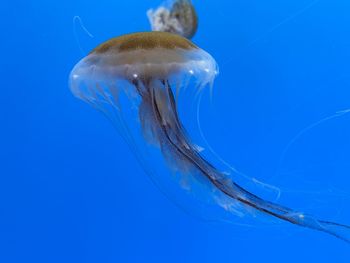 Jelly fish soaring through the blue ocean sky. 