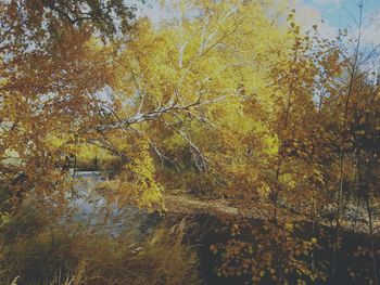 Low angle view of trees against sky