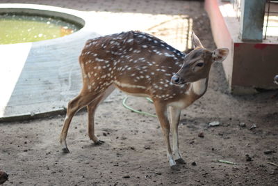 Deer standing on field