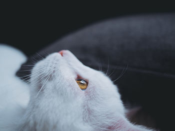 Close-up of a cat