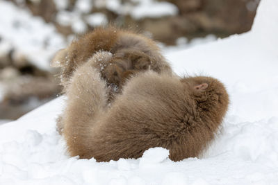 Japanese snow monkey