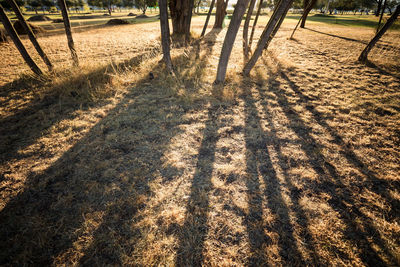 Shadow of tree on field