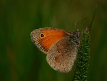 Close-up of butterfly on plant