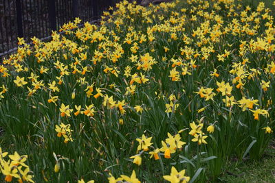 Close up of yellow flowers blooming in field