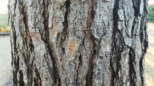 Close-up of tree trunk