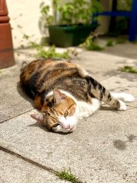 Cat sleeping on footpath