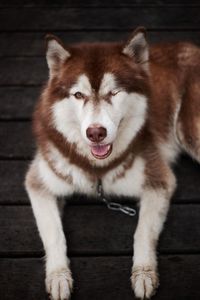 Close-up portrait of dog sticking out tongue on wood