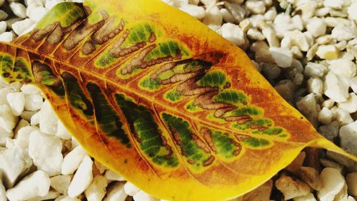 Close-up high angle view of fresh green leaves