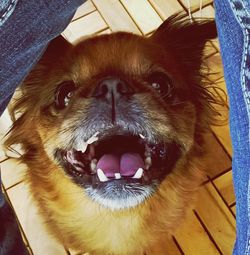 Close-up portrait of dog relaxing