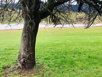 Tree trunk on field