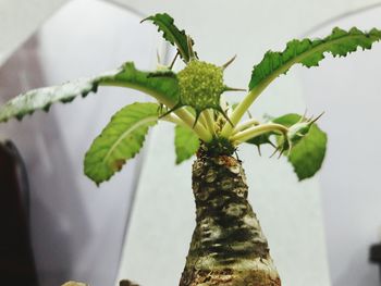 Close-up of plant