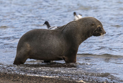 Close-up of seal