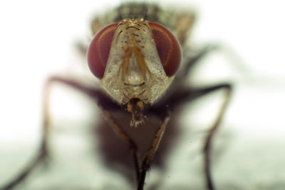 Close-up of insect