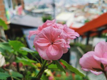 Close-up of pink flowering plant