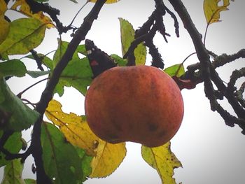 Low angle view of fruits on tree