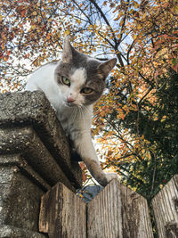 Low angle view of cat on tree