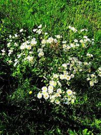 White flowering plants on field