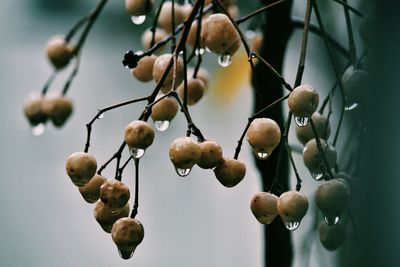 Close-up of green leaves