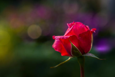 Close-up of rose plant