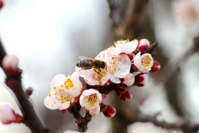 Close-up of bee pollinating on cherry blossom